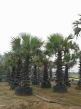糖棕